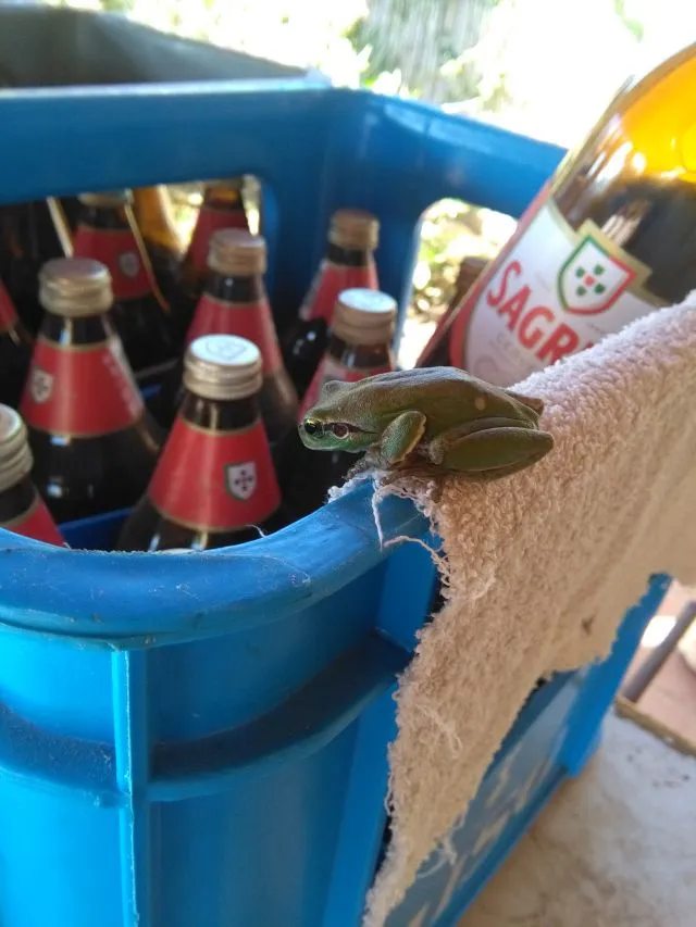 bierfrosch.jpg