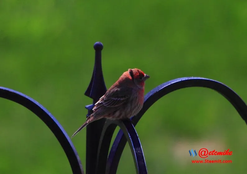 House Finch PFW22-0153.JPG