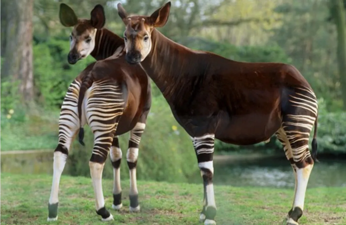 okapi-pair.jpg