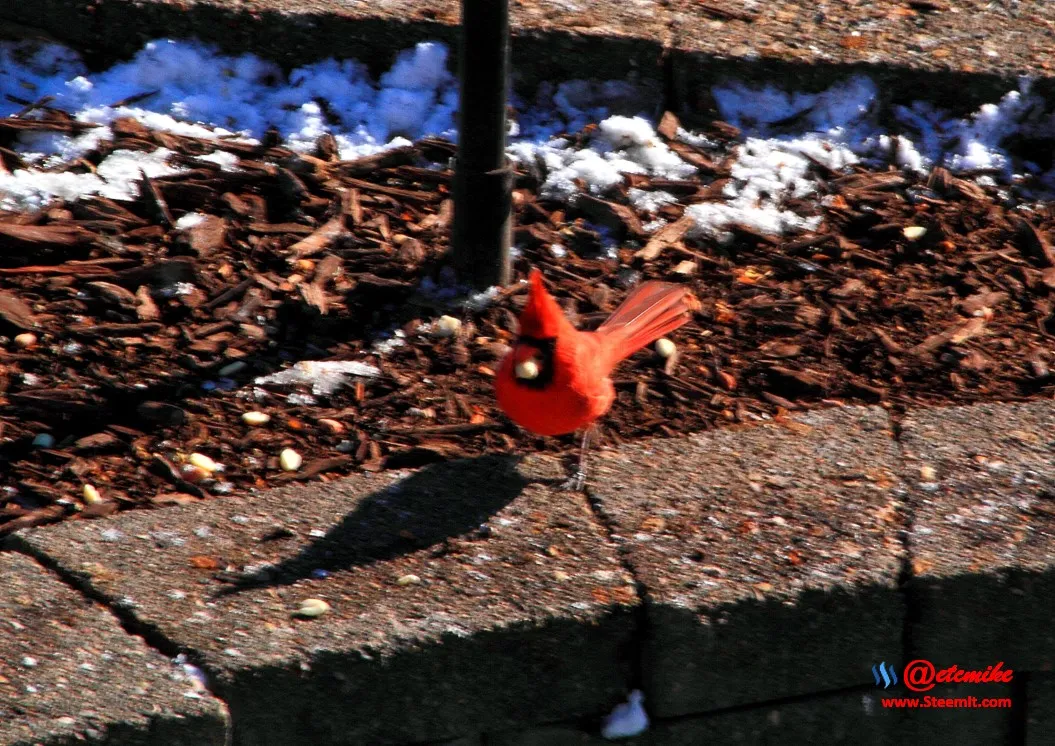 Northern Cardinal PFW02_0109.JPG