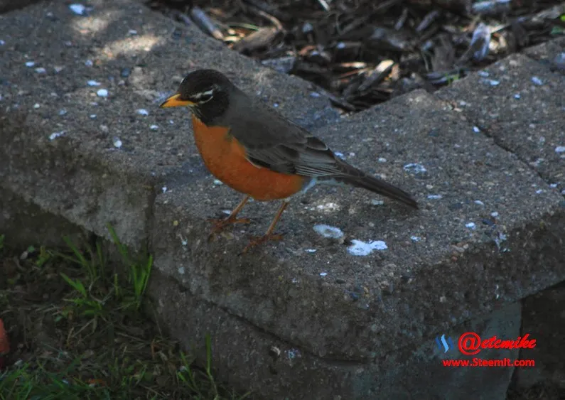 American Robin PFW22-0171.JPG