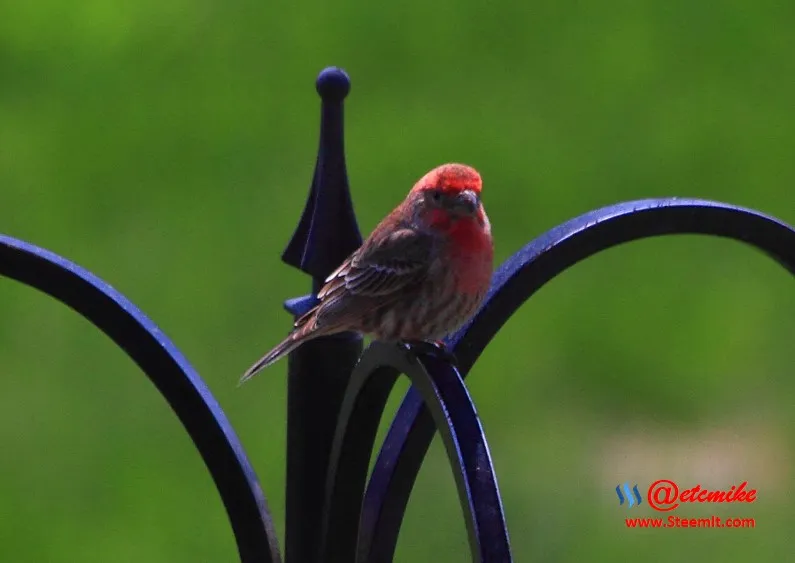 House Finch PFW22-0149.JPG