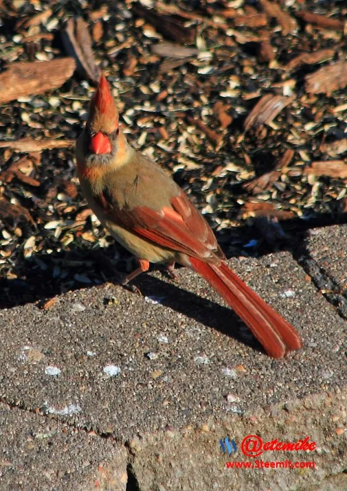 Northern Cardinal PFW21-0128.JPG