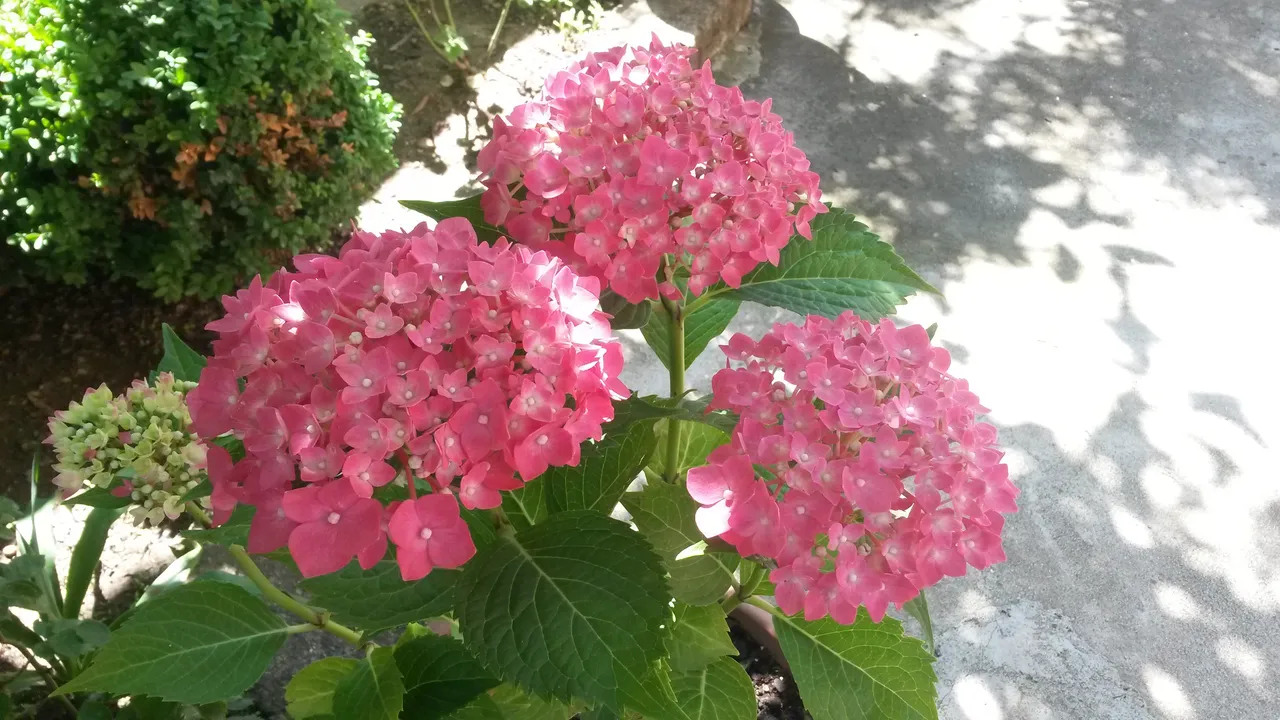 hydrangea3.jpg