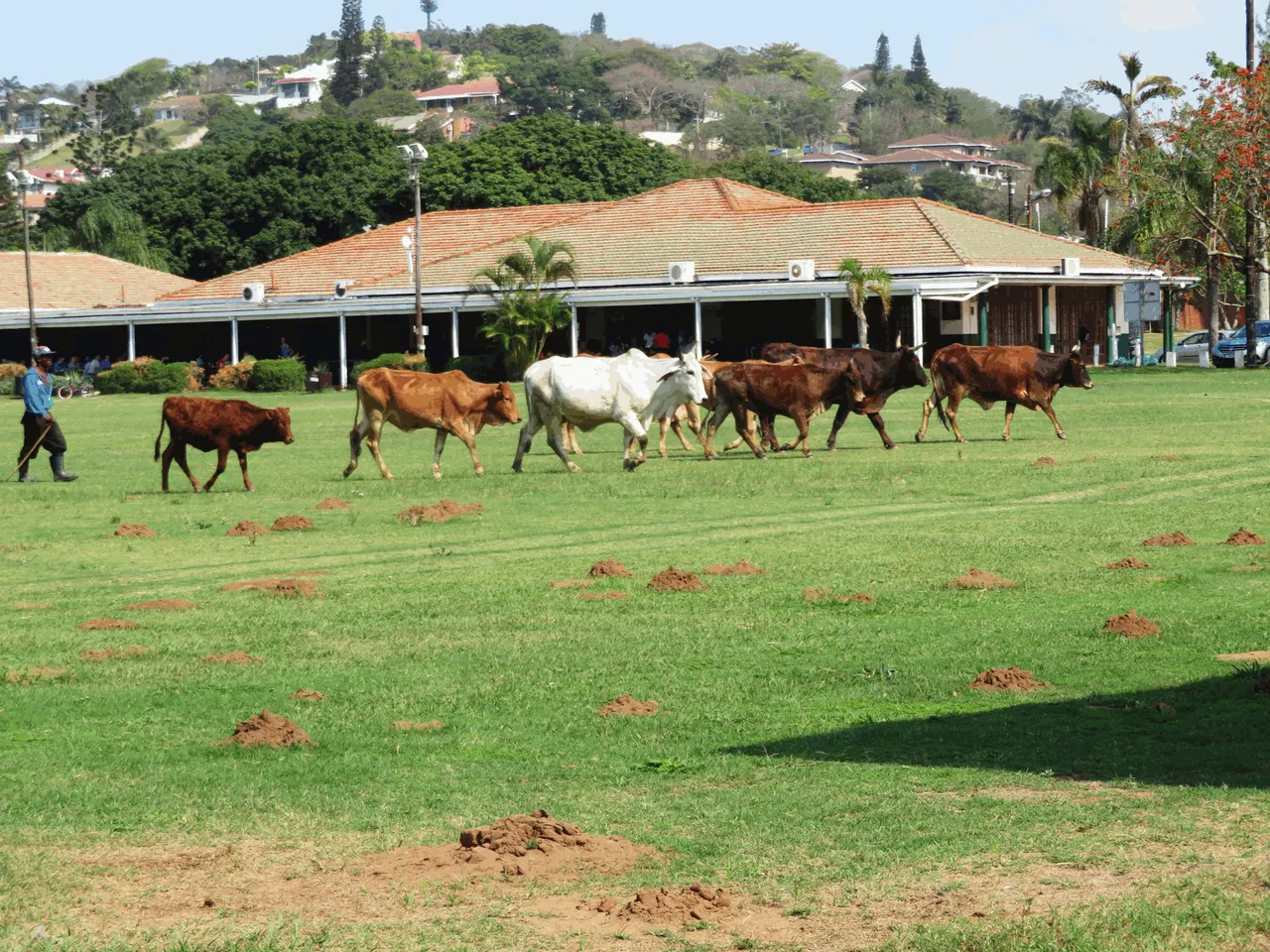 1188Cattle.png