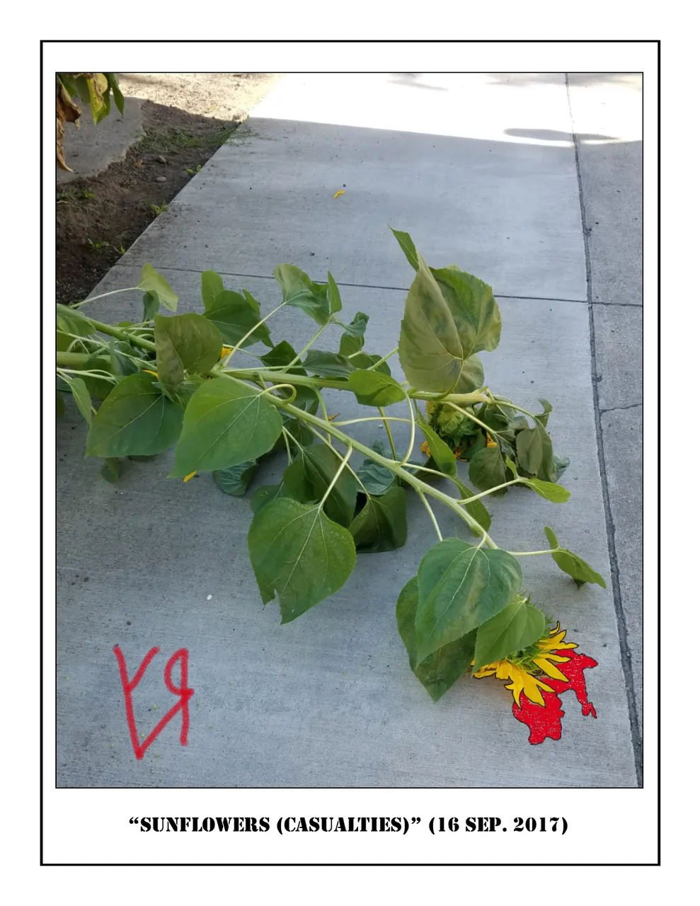 sunflowers.png