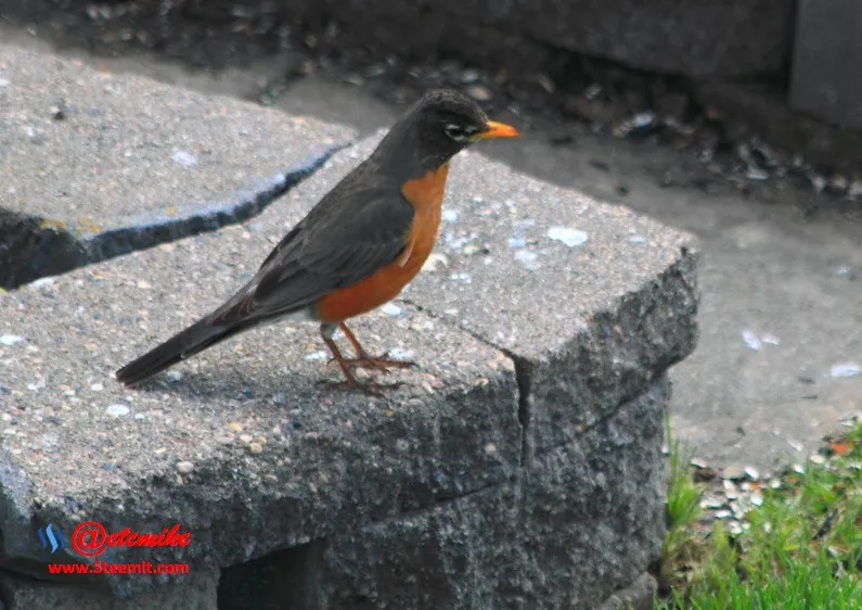 American Robin PFW22-0173.JPG