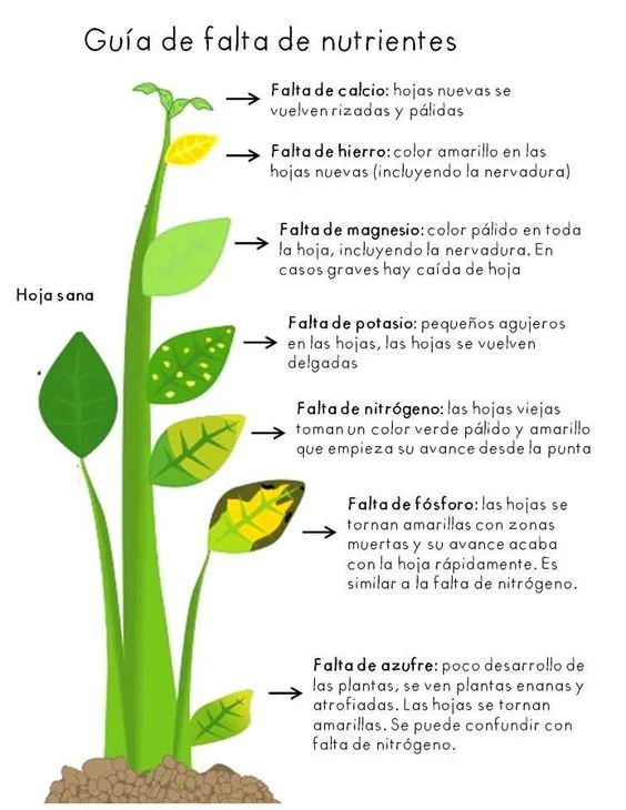 infografia.jpg