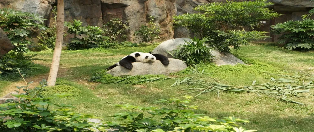 lazy-panda.jpg