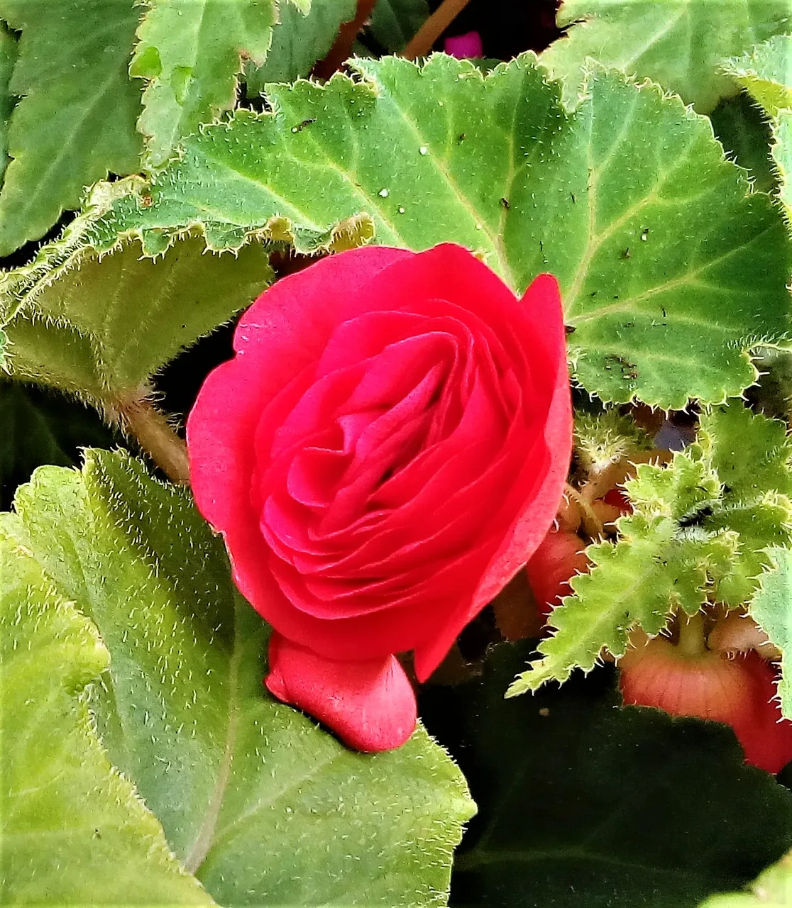 red rose.jpg