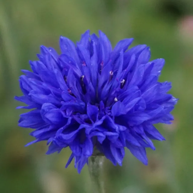 cornflower.jpg