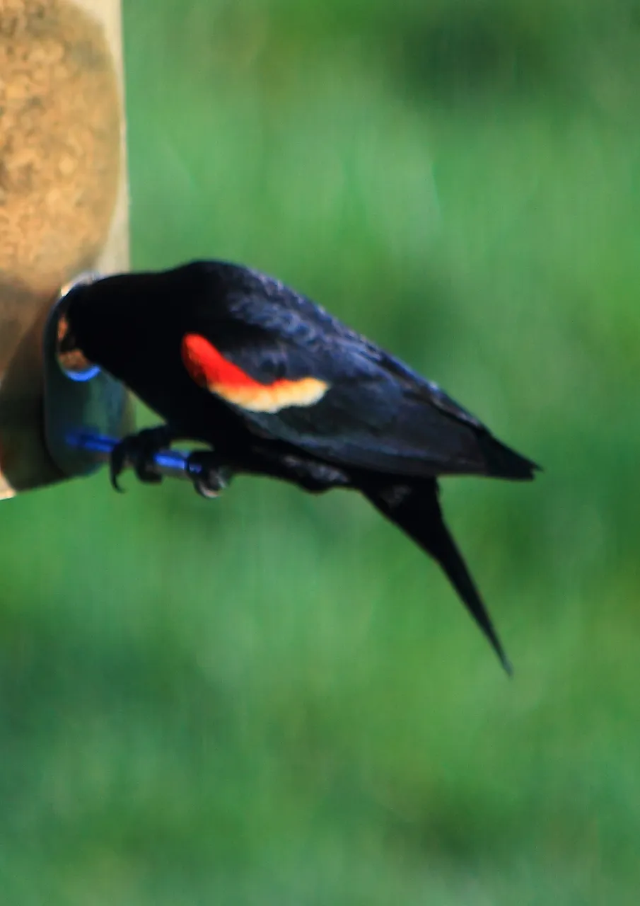 Red-winged Blackbird PFW20-0017.JPG