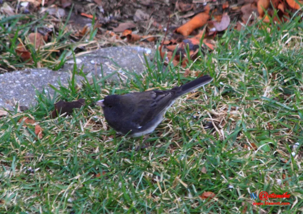 Dark-eyed Junco PFW02_0002.JPG