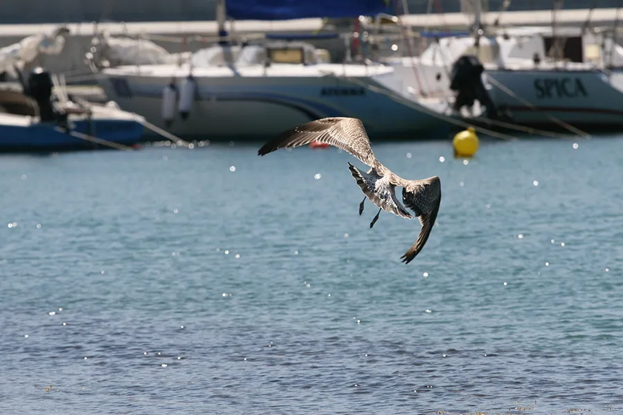 IMG_2338_s.jpg