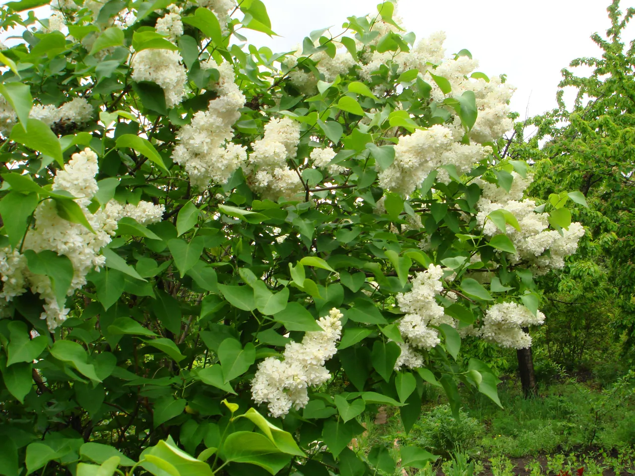 DSC01541-2.jpg