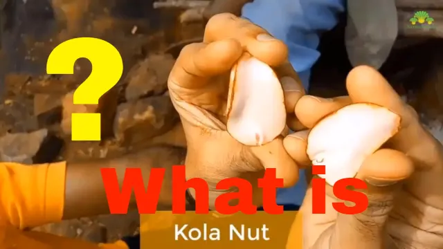 kola nut.png