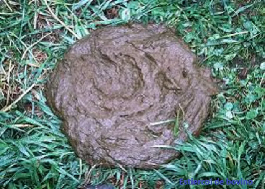 imagen 3.jpg