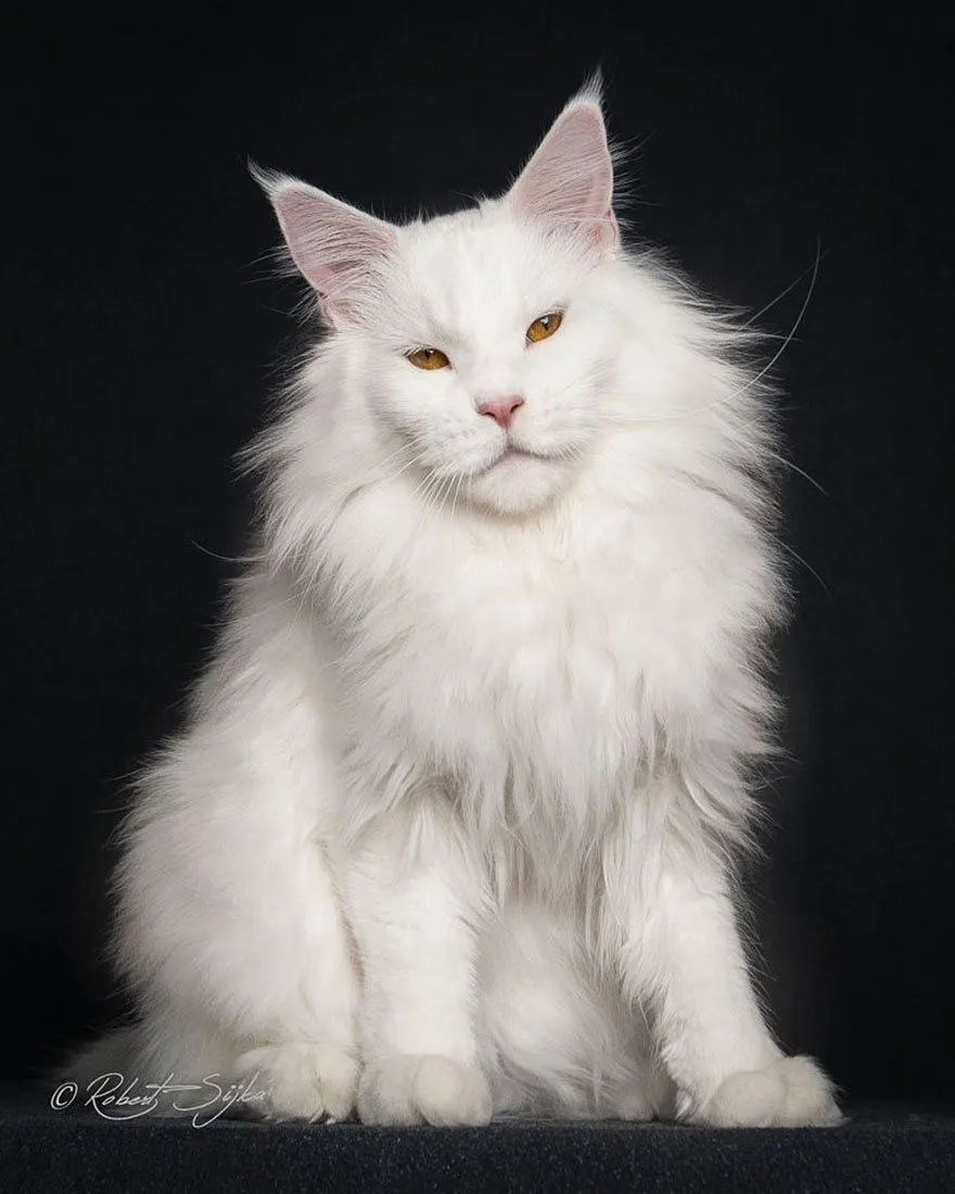 mainecoon2.jpg