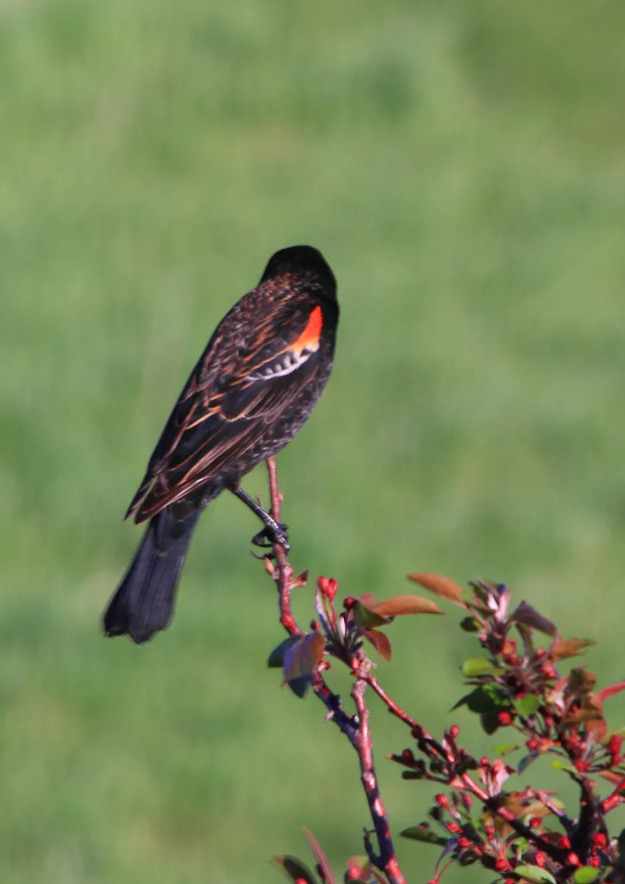 Red-winged Blackbird PFW20-0009.JPG