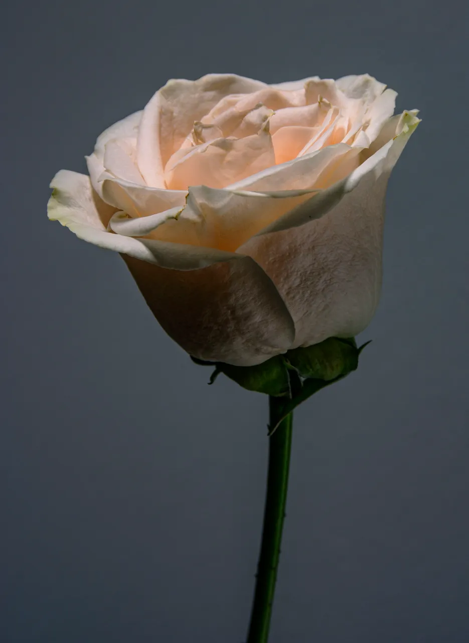 DSC_8368.5.jpg
