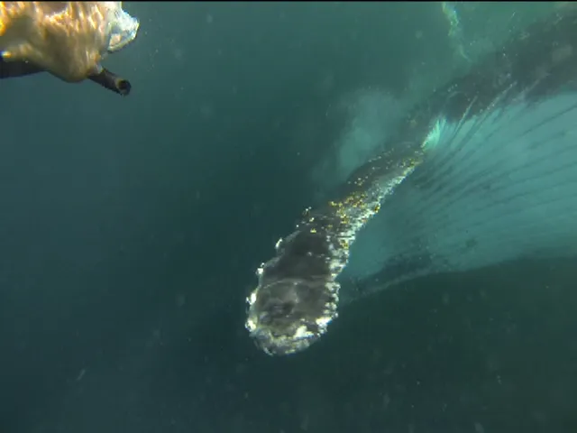 whaletest2.jpg