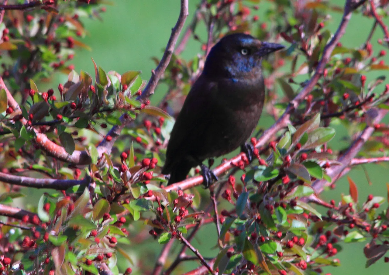 Common Grackle PFW20-0006.JPG