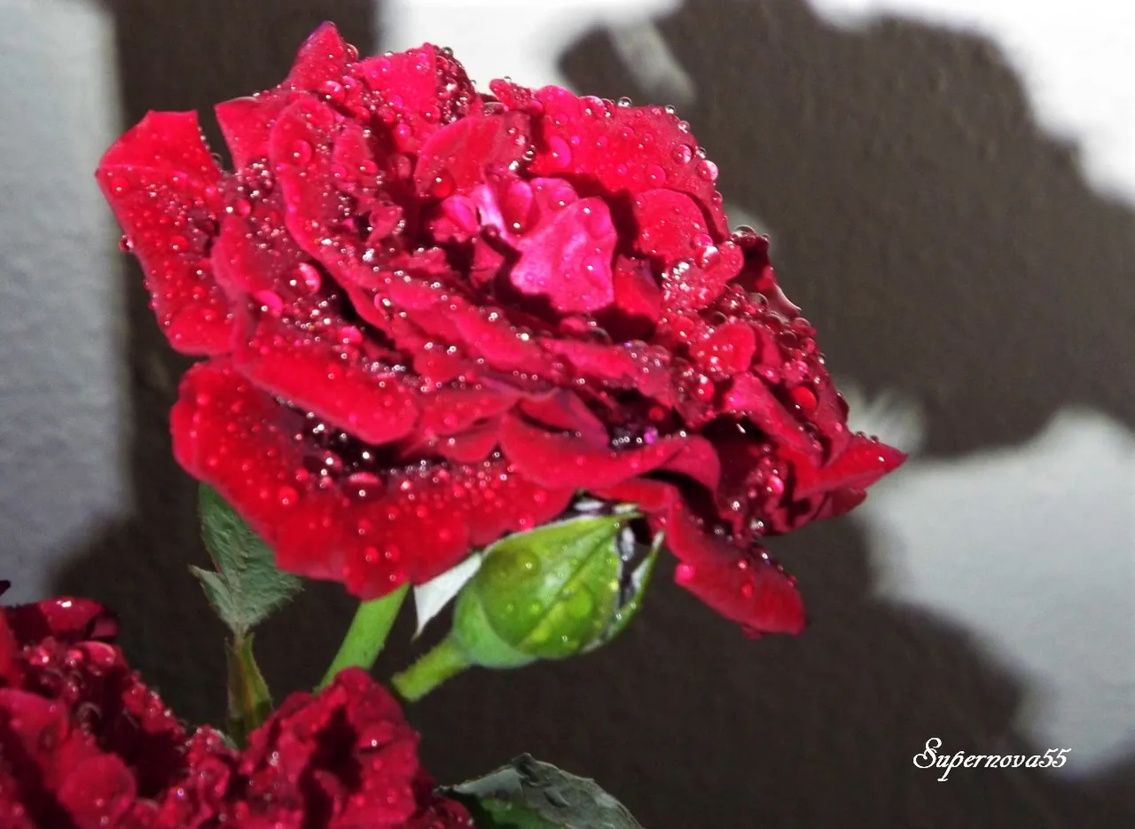 DSCF489055.jpg
