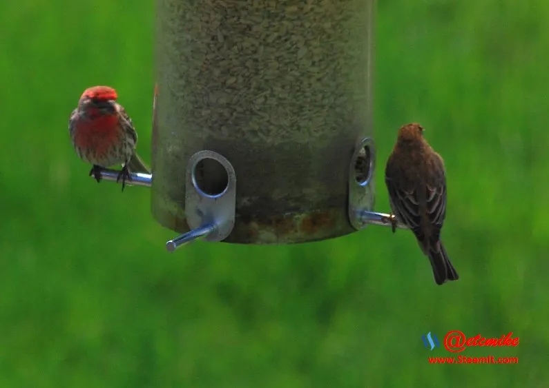 House Finch PFW22-0159.JPG