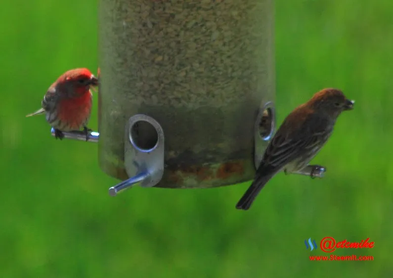 House Finch PFW22-0161.JPG