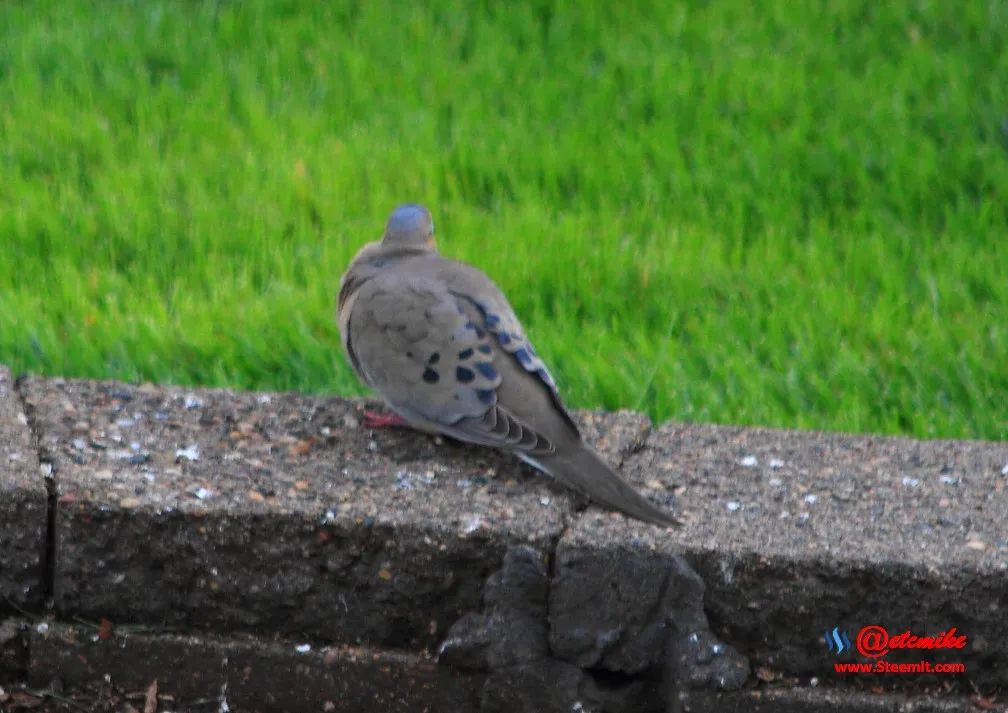 Mourning DovePFW21-0081.JPG