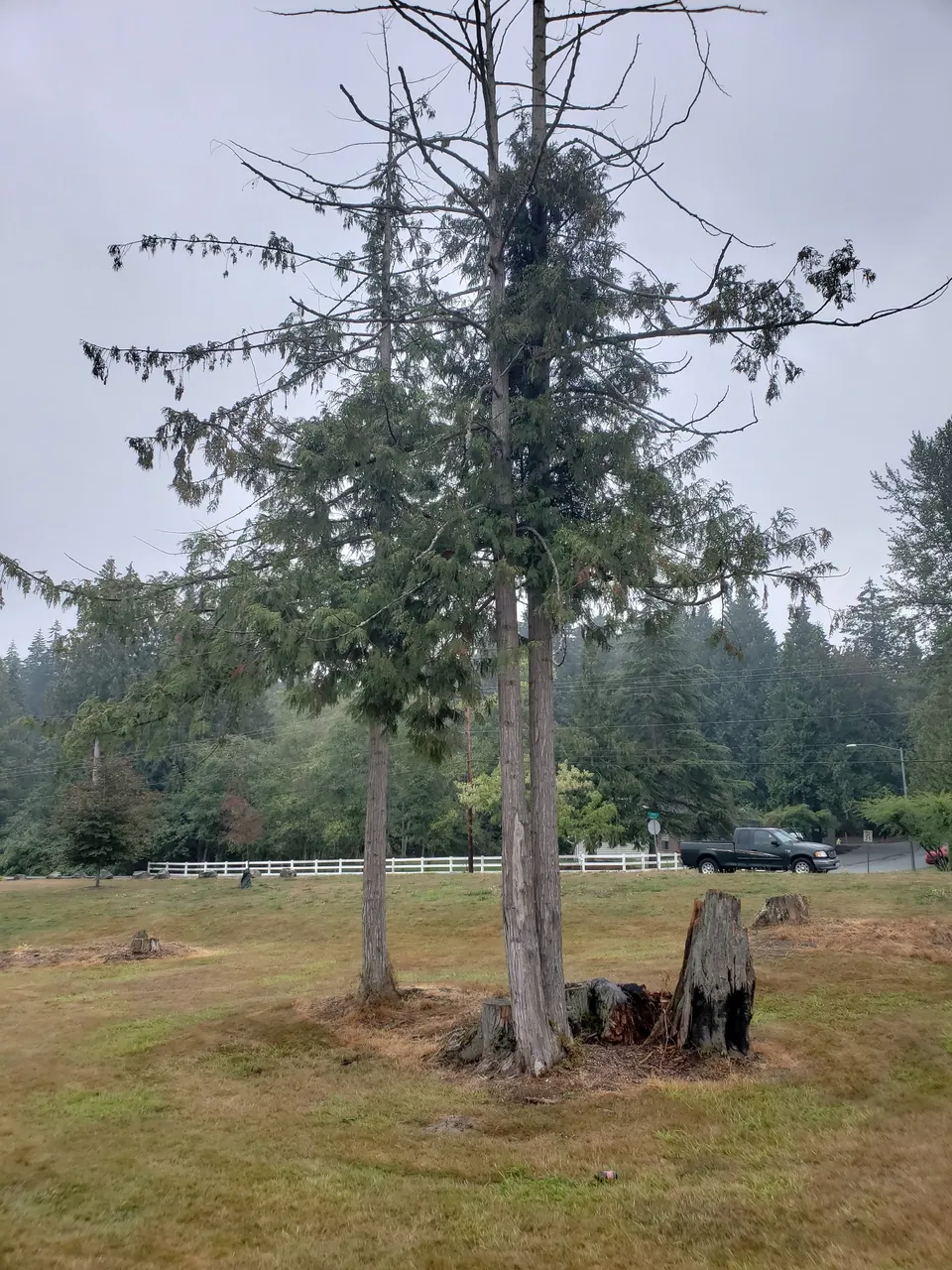 diskInTree .jpg