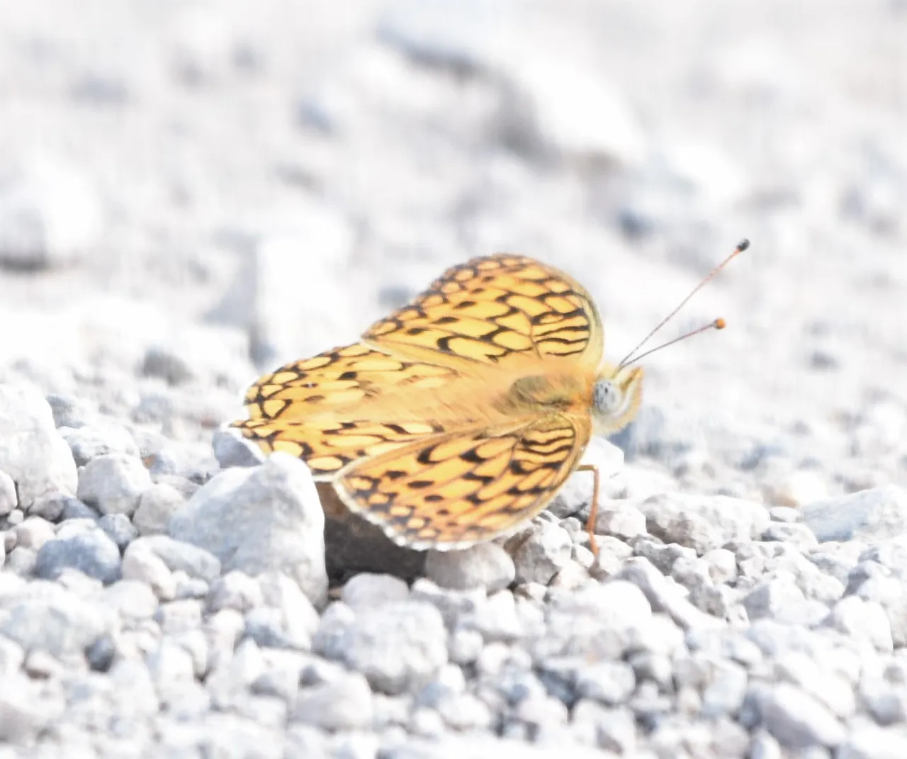 butterfly1.JPG