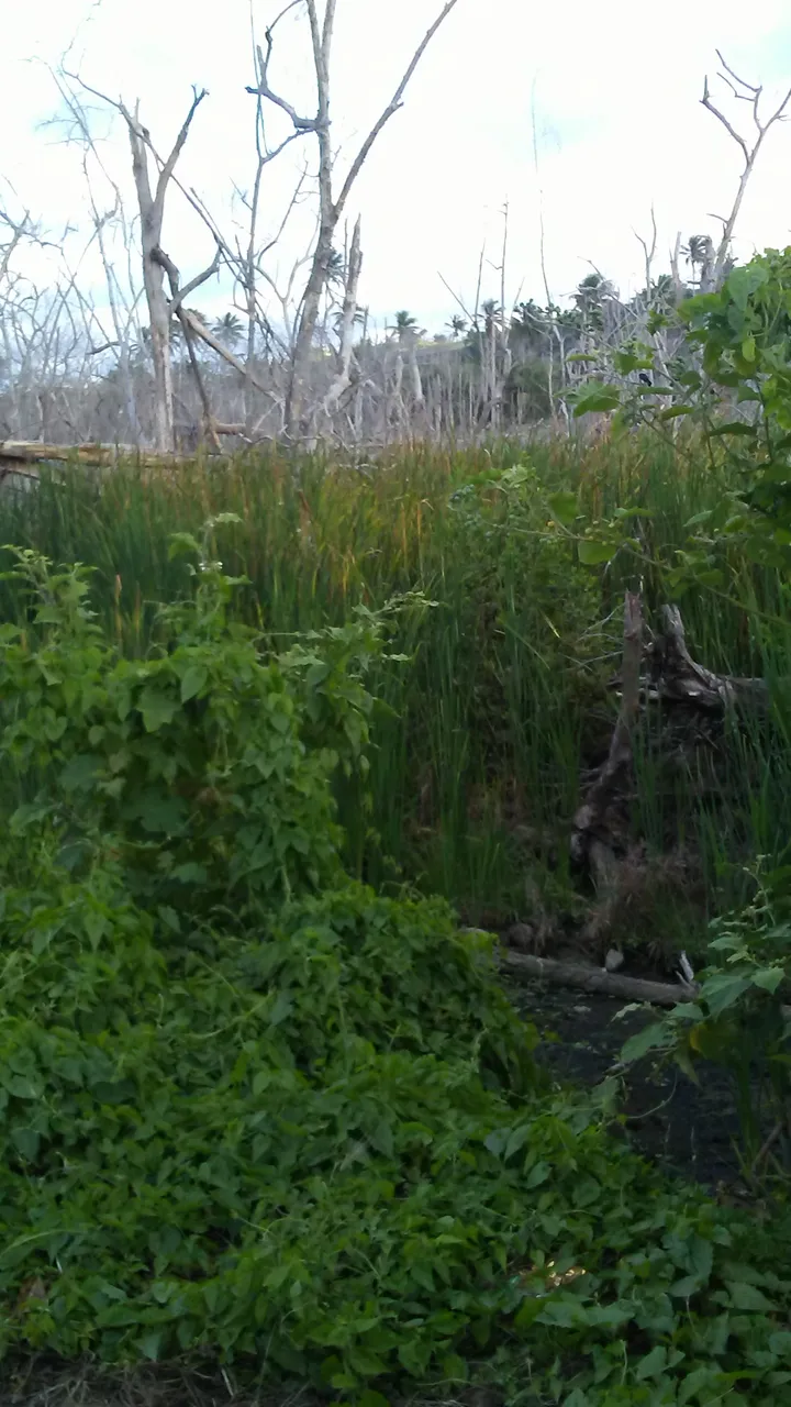 vegetation.jpg