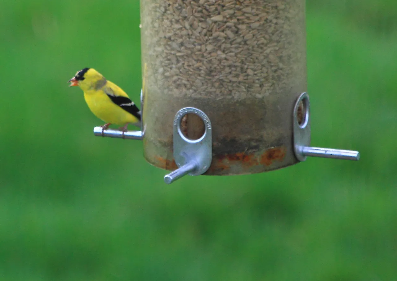 American Goldfinch PFW20-0001.JPG