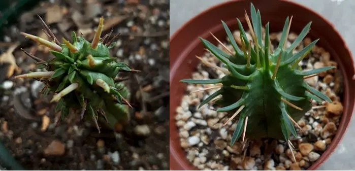 euphorbias.JPG