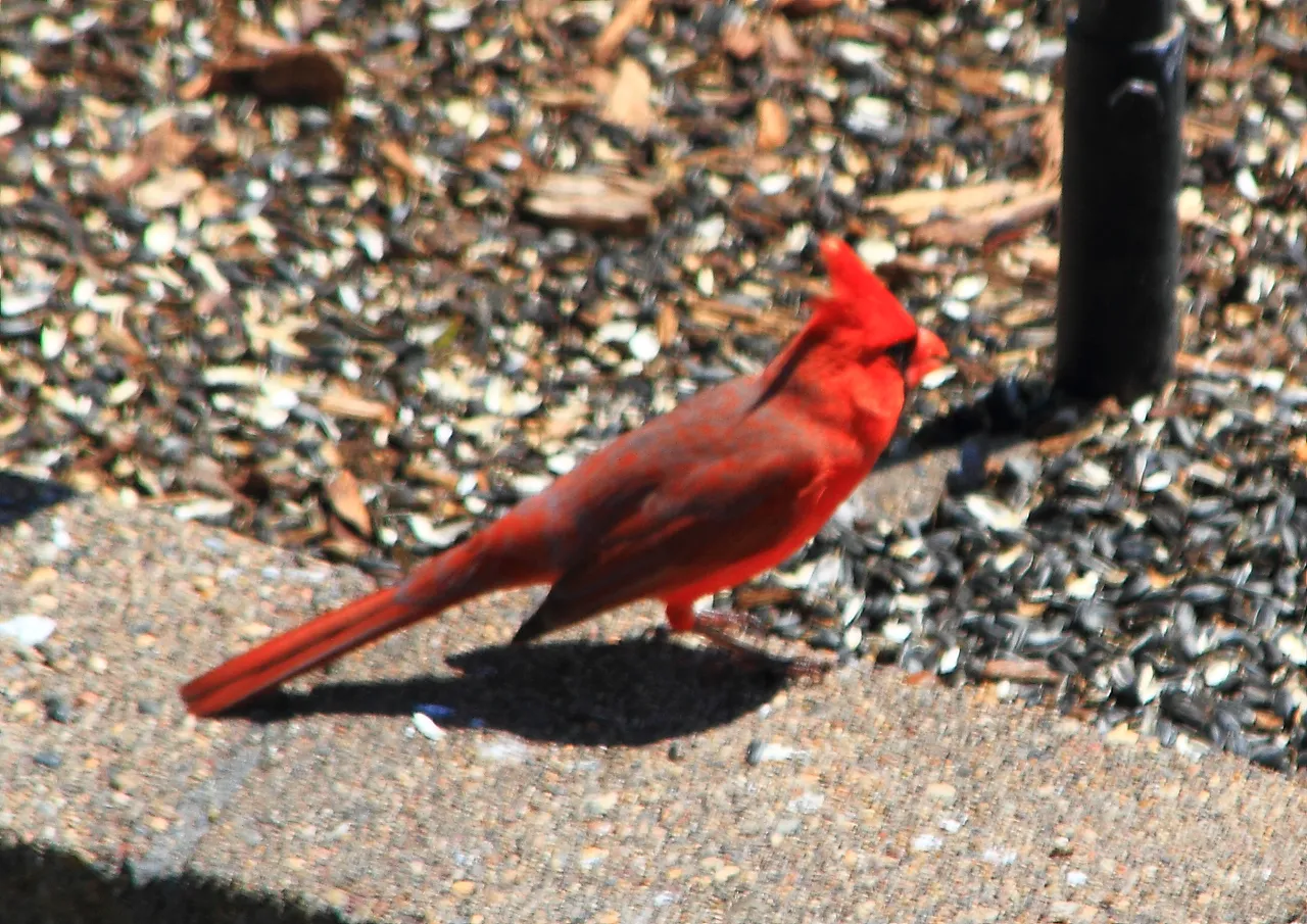 Northern Cardinal PFW20-0046.JPG