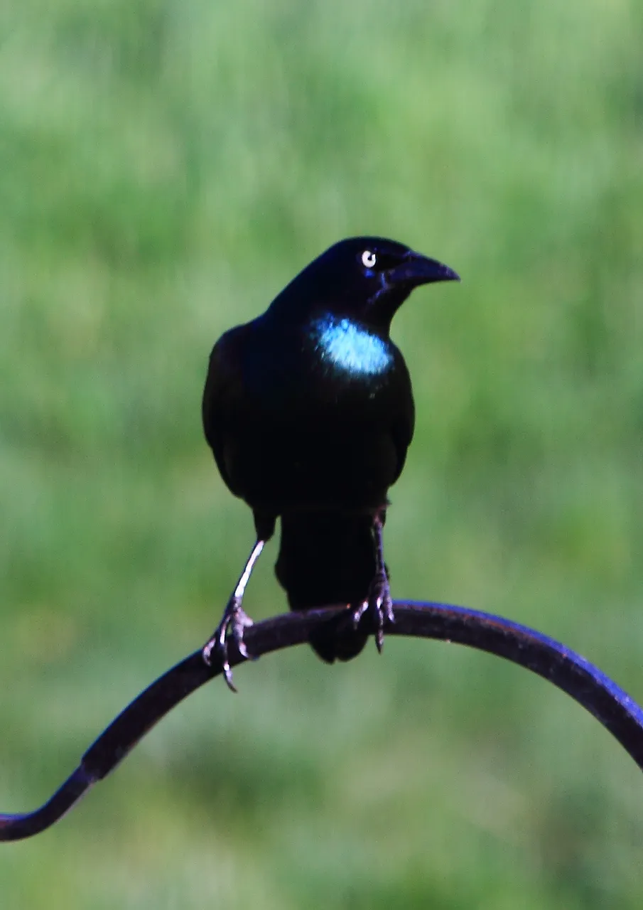 Common Grackle PFW20-0011.JPG