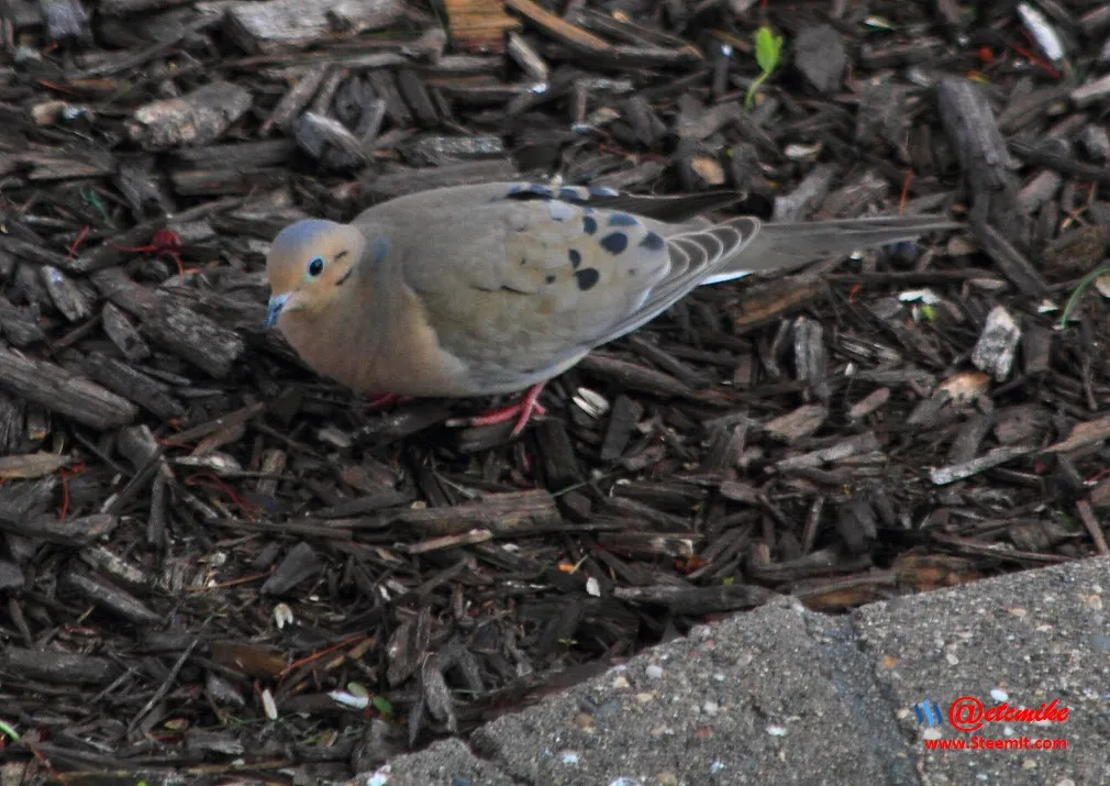 Mourning Dove PFW21-0068.JPG