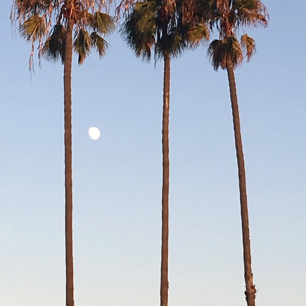 moon now.jpg