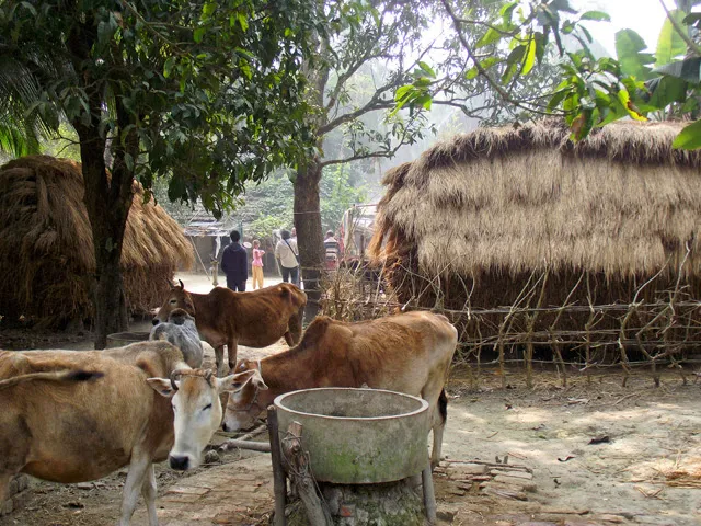 Cattle_640.jpg