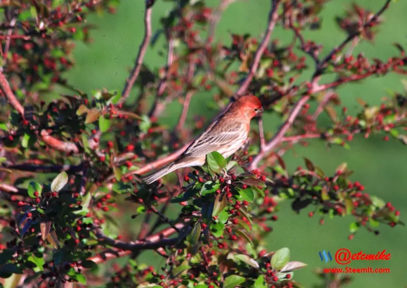House Finch PFW20-0025.JPG