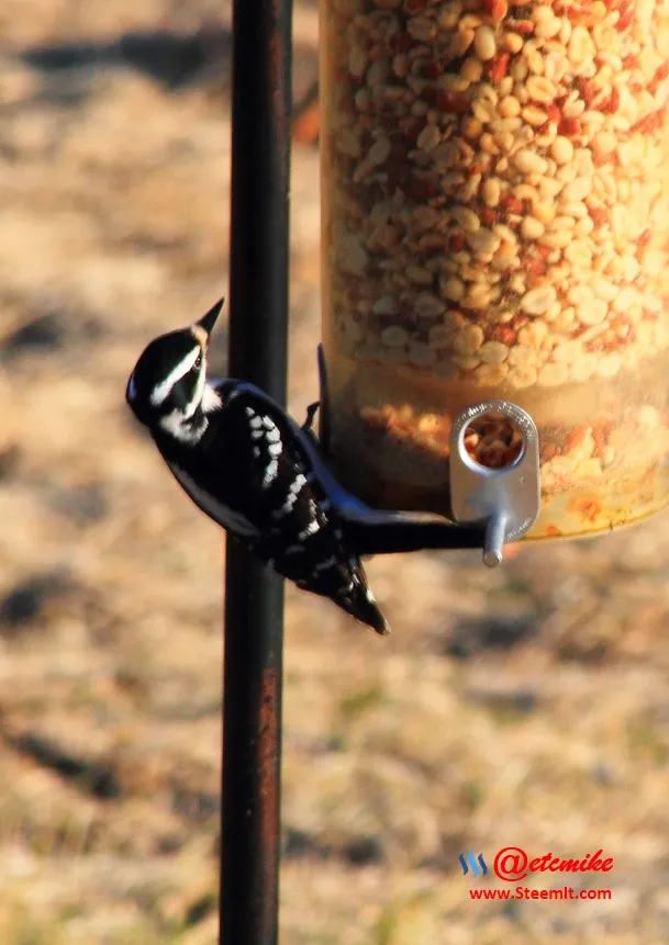 Hairy Woodpecker IMG_0284-H.JPG