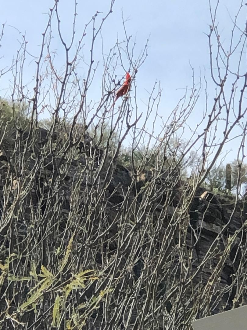 cardinal2 .jpg