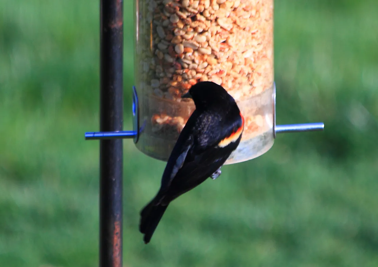 Red-winged Blackbird PFW20-0033.JPG