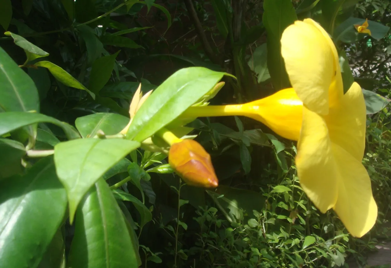 Allamanda4.JPG