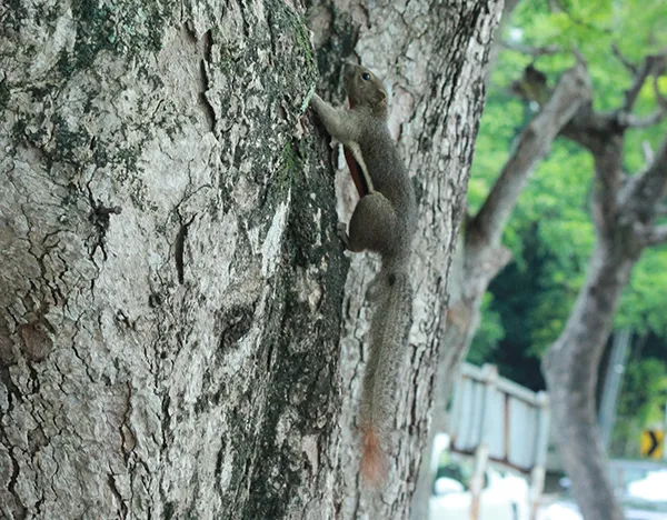 Squirrel03.jpg