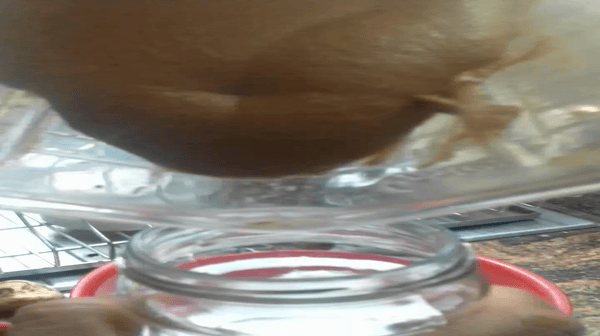 Hnet-image.gif