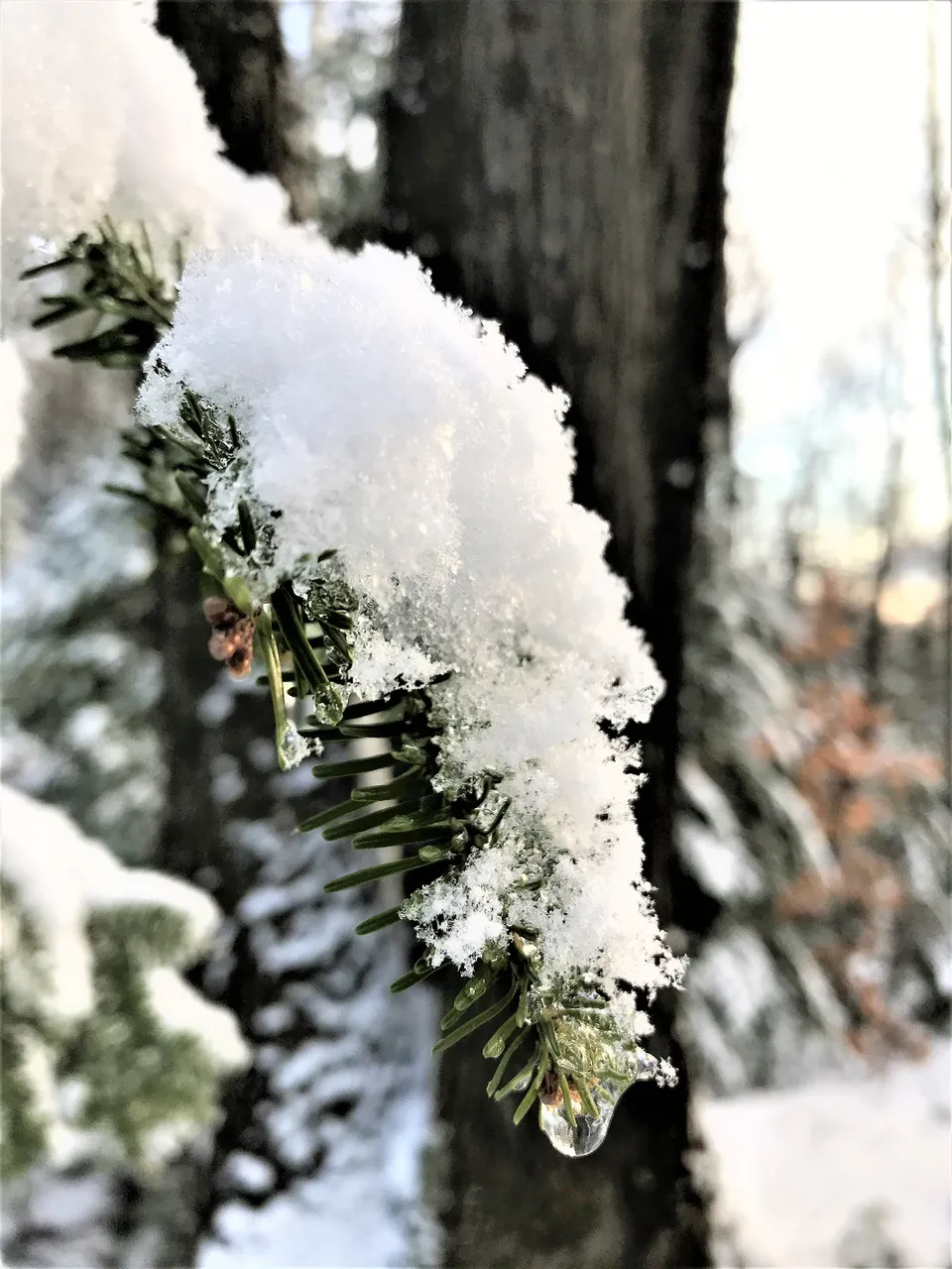 IMG_2117_1.jpg