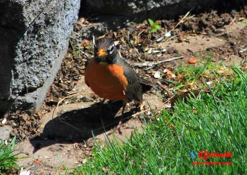 American Robin PFW22-0215.JPG