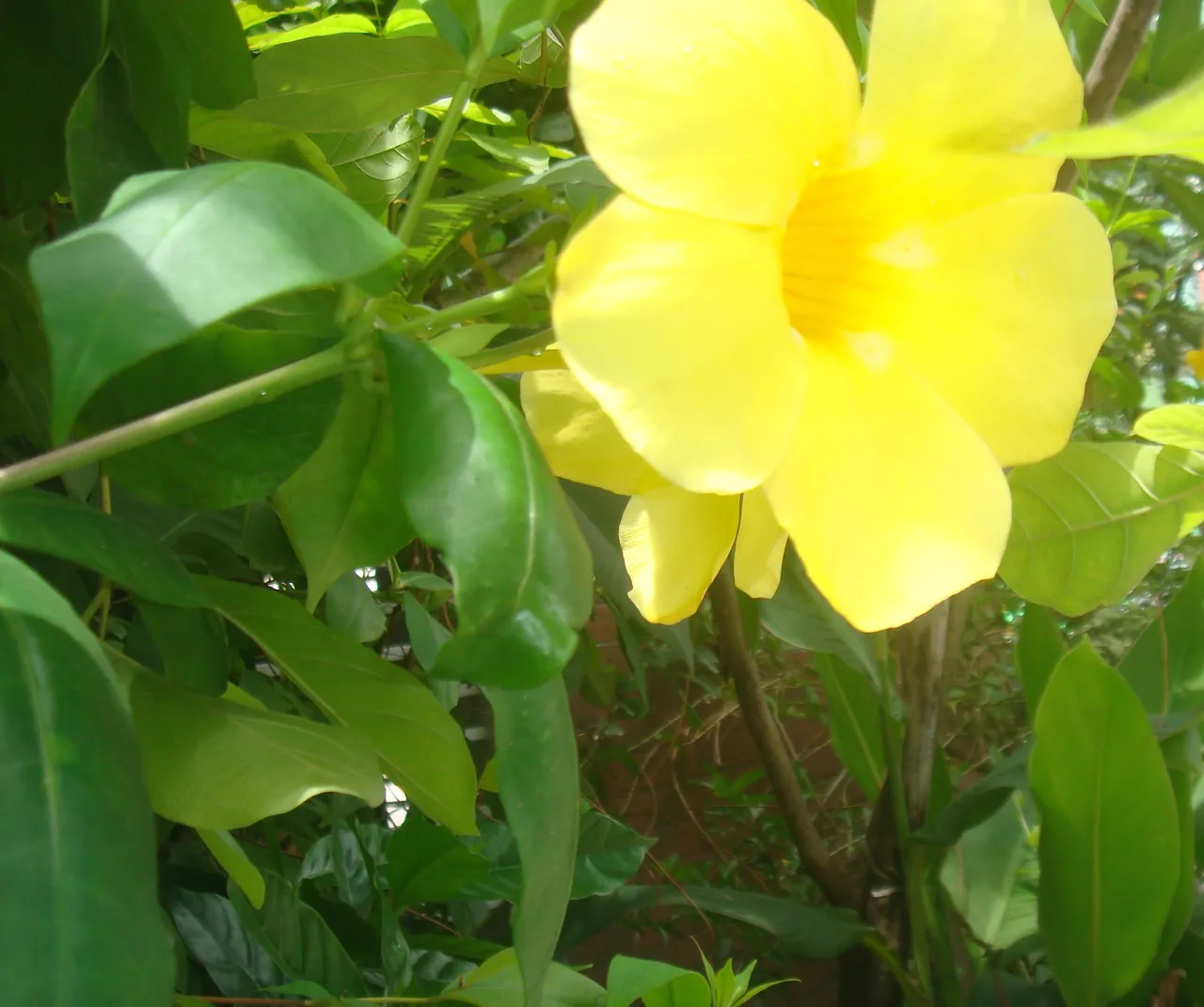 Allamanda1.JPG